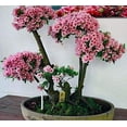 thumbnail image 1 of Japanese Flowering Cherry Blossom Bonsai Seeds, Sakura Bonsai Seeds - Fresh Exotic Rare Bonsai Seeds - (10 Seeds), 1 of 4