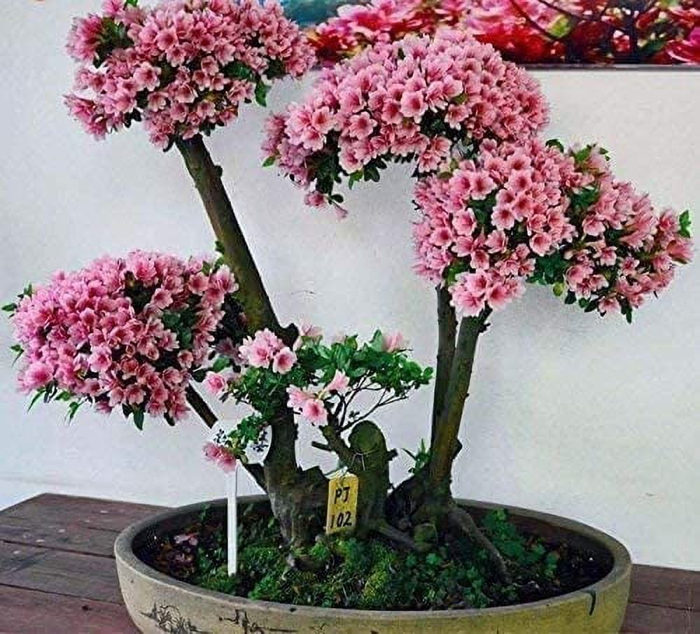 Japanese Flowering Cherry Blossom Bonsai Seeds, Sakura Bonsai Seeds