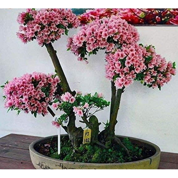 Japanese Flowering Cherry Blossom Bonsai Seeds, Sakura Bonsai Seeds - Fresh Exotic Rare Bonsai Seeds - (30 Seeds)