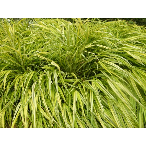Japanese Forest Grass 'Aureola' - Hakonechloa - Live Starter Plant