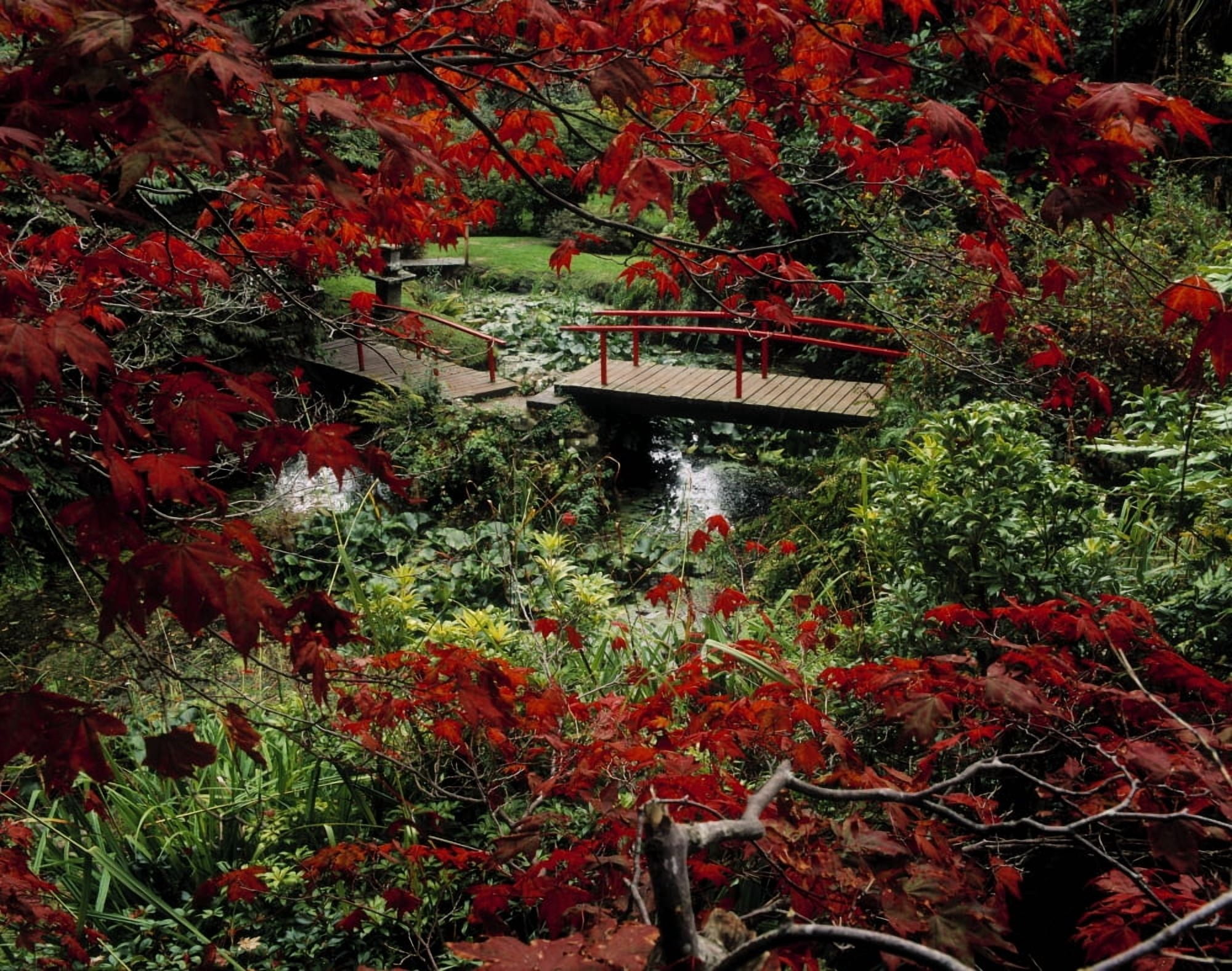 Japanese Garden Through Acer In Autumn Powerscourt Gardens Co Wicklow Ireland Canvas Art - The Irish Image Collection  Design Pics (32 x 24)