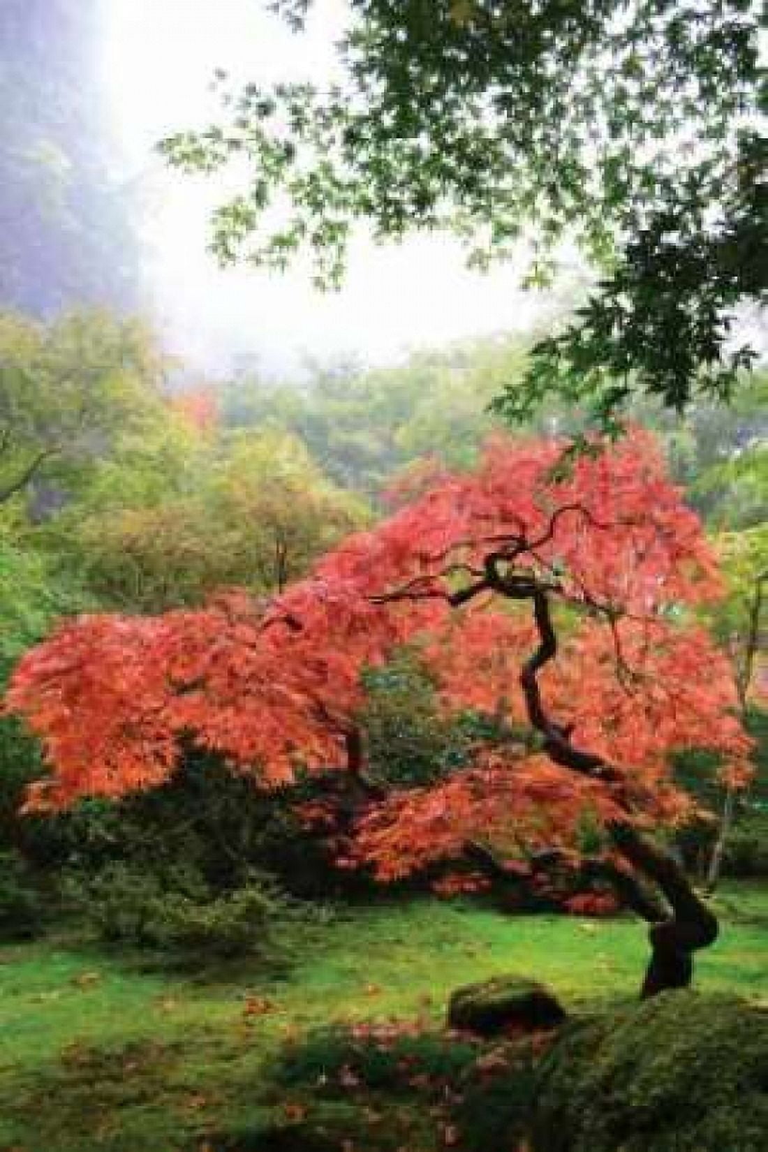 Japanese Gardens IV Canvas Art - Brian Moore (24 x 36)
