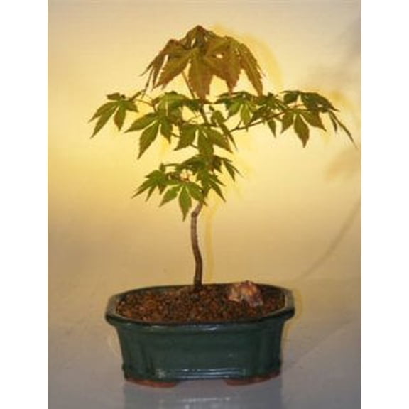 Japanese Green Maple Bonsai Tree - Small (acer palmatum)