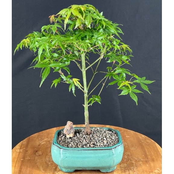 Japanese Green Maple Bonsai Tree - Small (acer palmatum) with Humidity Tray