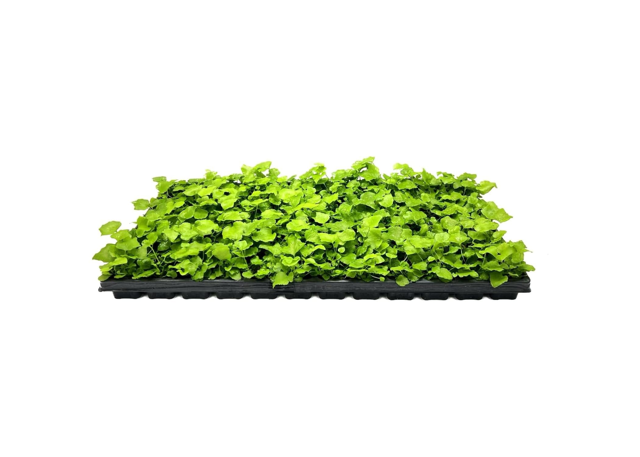 Japanese Holly Fern - 10 Live Plants - Cyrtomium Falcatum Rochfordianum