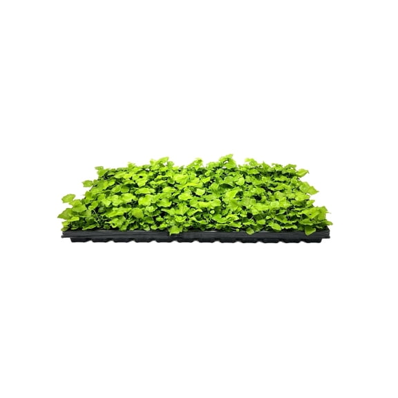 Japanese Holly Fern - 10 Live Plants - Cyrtomium Falcatum Rochfordianum