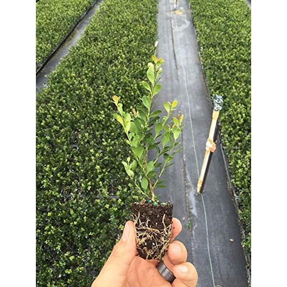 Japanese Holly  Ilex Compacta Crenata  60 Live Plants  Evergreen Tree Shrub