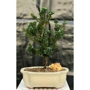 Japanese Ilex Crenata Dwarf Pagoda Holly Tree