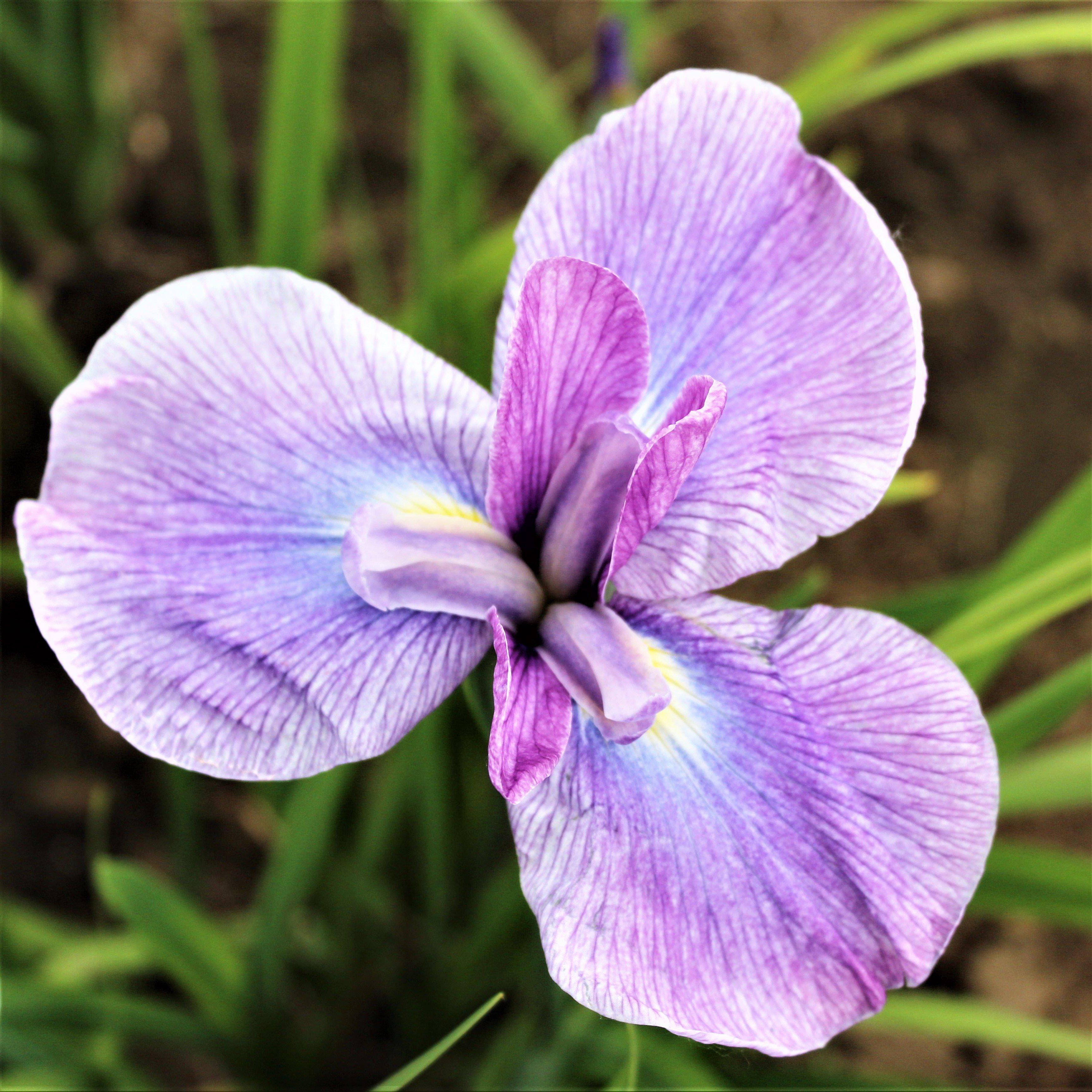Japanese Iris Geisha Girl 1 Root Rhizome - Spring Purple Pink Flowers in Sun