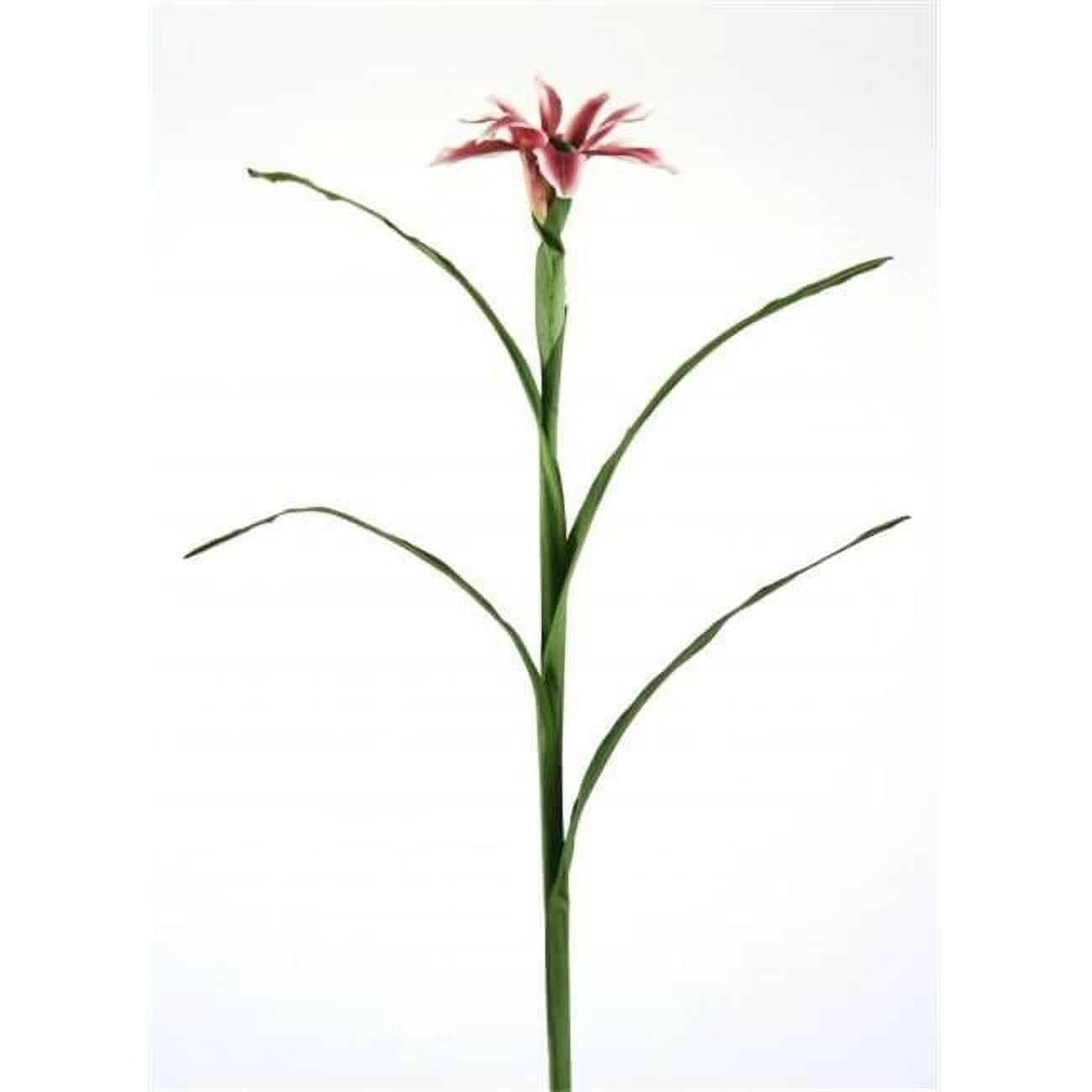 Japanese Iris - Pack of 6