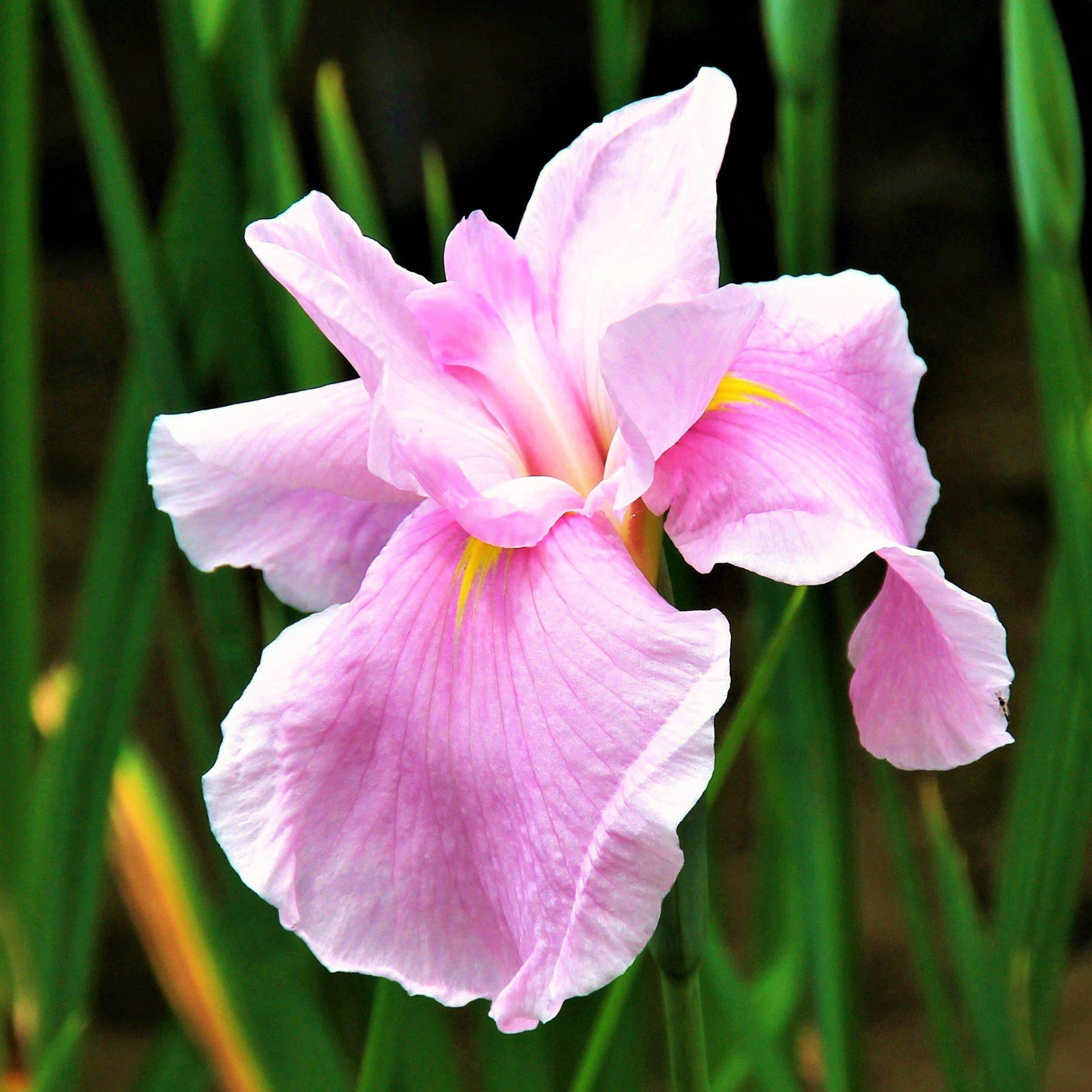 Japanese Iris Pink Lady 1 root rhizome - Spring Pink Flowers in Partial Sun
