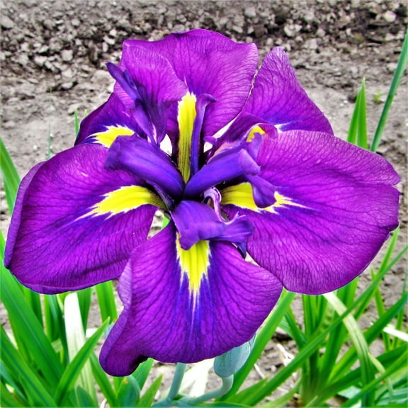 Japanese Iris Royal Robes 1 root rhizome - Spring Purple Flowers Partial Sun