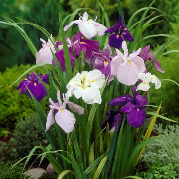 Japanese Iris Zen Garden Mix 5 Rhizomes - Spring Purple & White Blooms Partial Sun