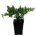 thumbnail image 1 of Japanese Juniper Bonsai Starter Tree - 2.5" Pot, 1 of 3