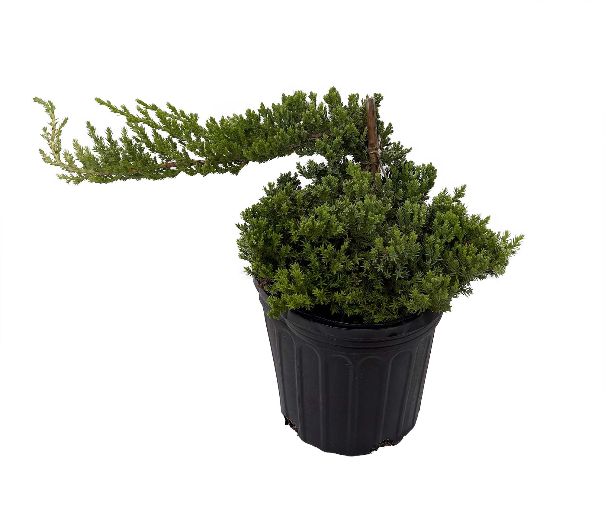 Japanese Juniper Bonsai Tree 6" pot Juniperus procumbens nana