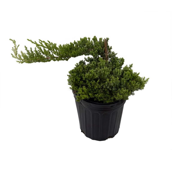 Japanese Juniper Bonsai Tree - 6" pot - Juniperus procumbens nana