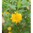 thumbnail image 1 of Japanese Kerria, 1 of 2