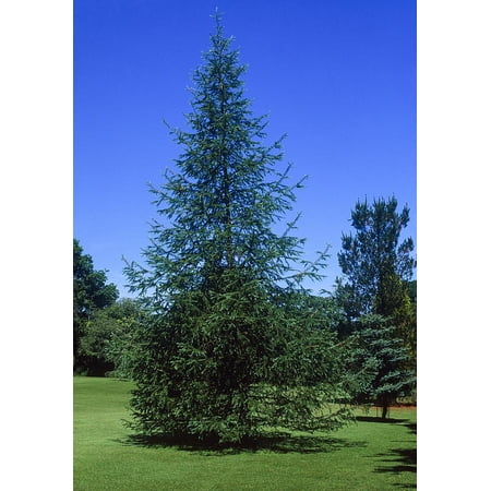 Japanese Larch- Pre Bonsai- Live Starter Plant