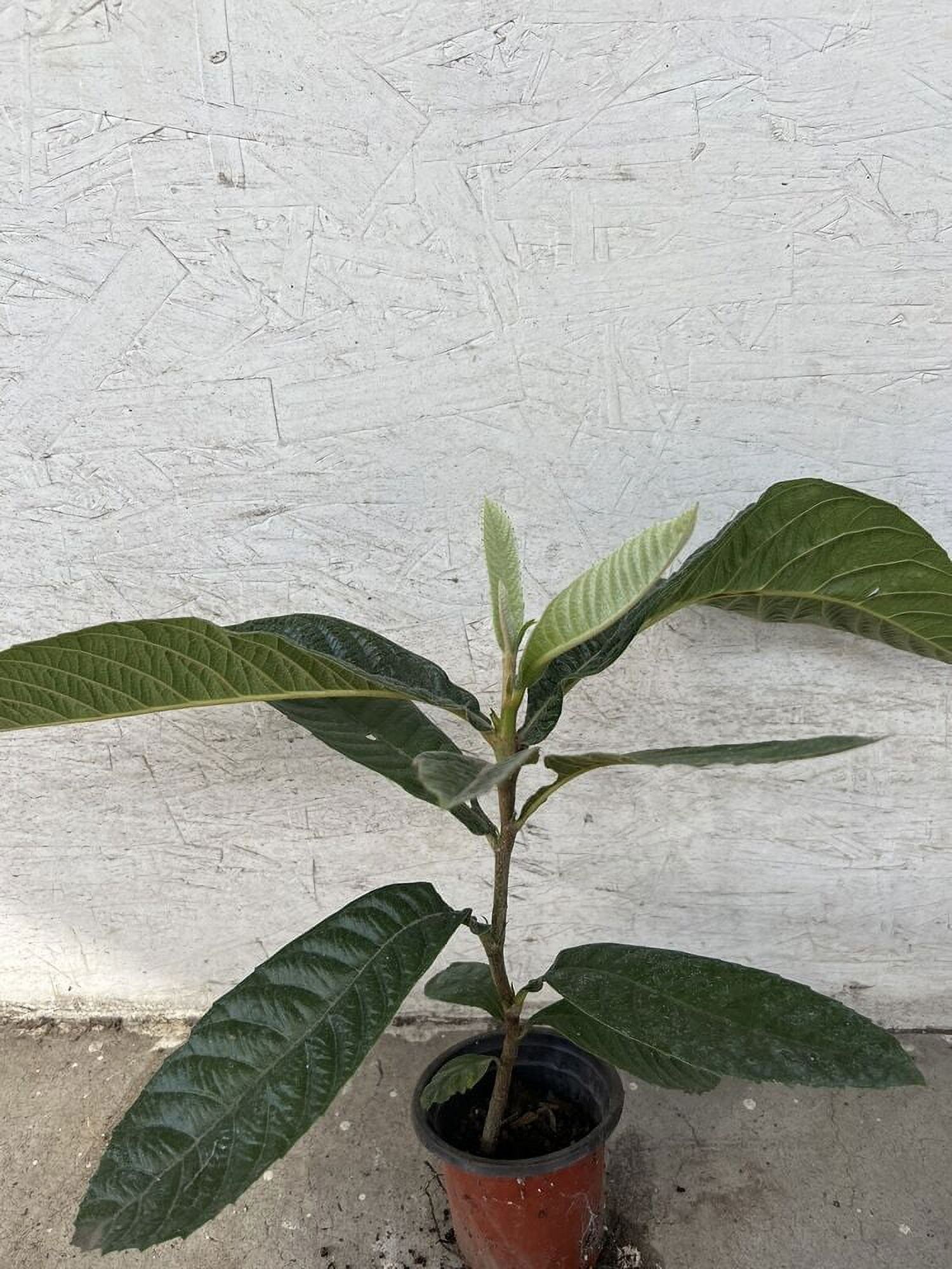 Japanese Loquat Fruit Tree Sweet Tropical Live Plant 15” Ready To Plant