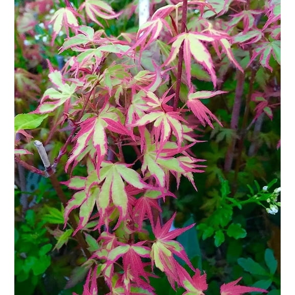 Japanese Maple Bonsai Tree Seeds | 30+ Seeds | Highly Prized for Bonsai, Japanese Maple Tree Seeds