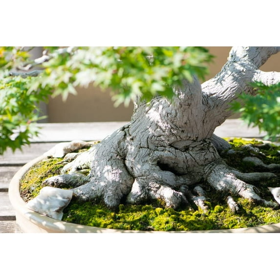 Japanese Maple Bonsai Tree Seeds - Prized Bonsai Material (20 Seeds)