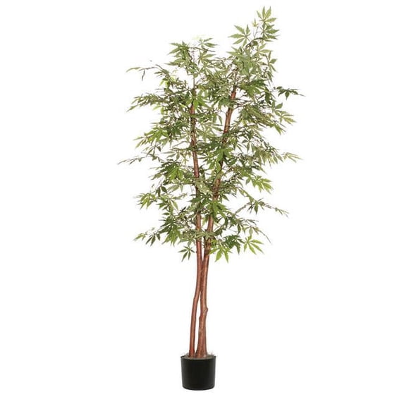 Japanese Maple Deluxe Everyday Tree - 7 ft.