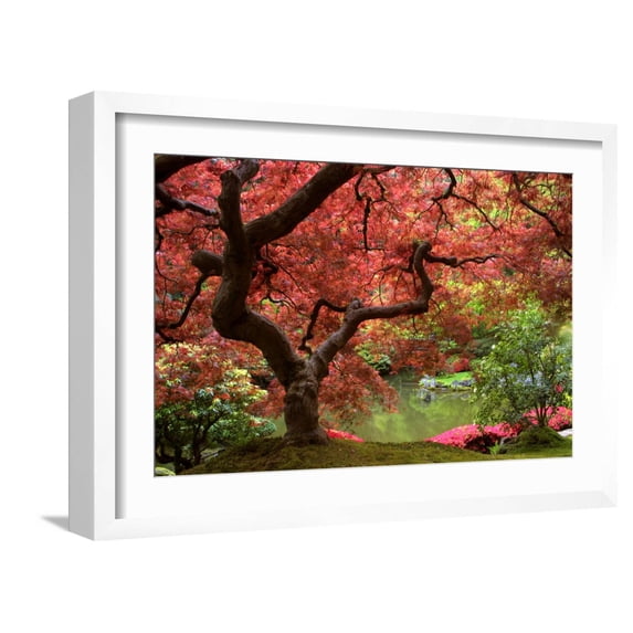 Art.com Japanese Maple Photographic Print by Jason Vandehey, White Frame Wall Art, 23" x 17"