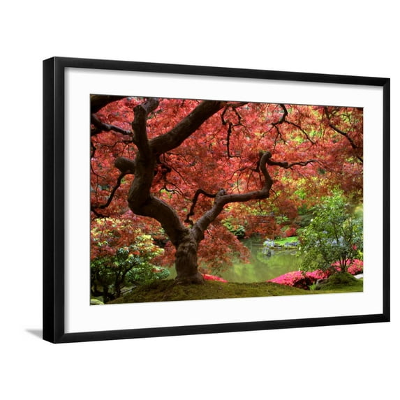 Art.com Japanese Maple Photographic Print by Jason Vandehey, Black Frame Wall Art, 29" x 21"