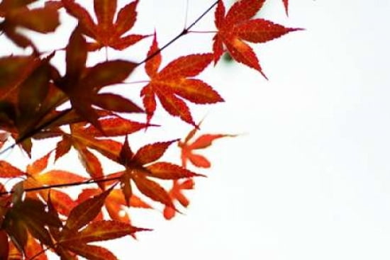 Japanese Maple I Canvas Art - Beth Wold (24 x 36)
