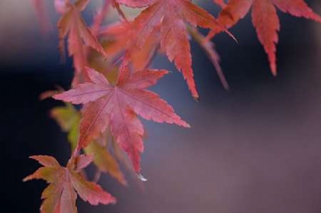 Japanese Maple I Canvas Art - Rita Crane (12 x 18)