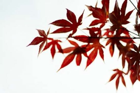Japanese Maple II Canvas Art - Beth Wold (12 x 18)