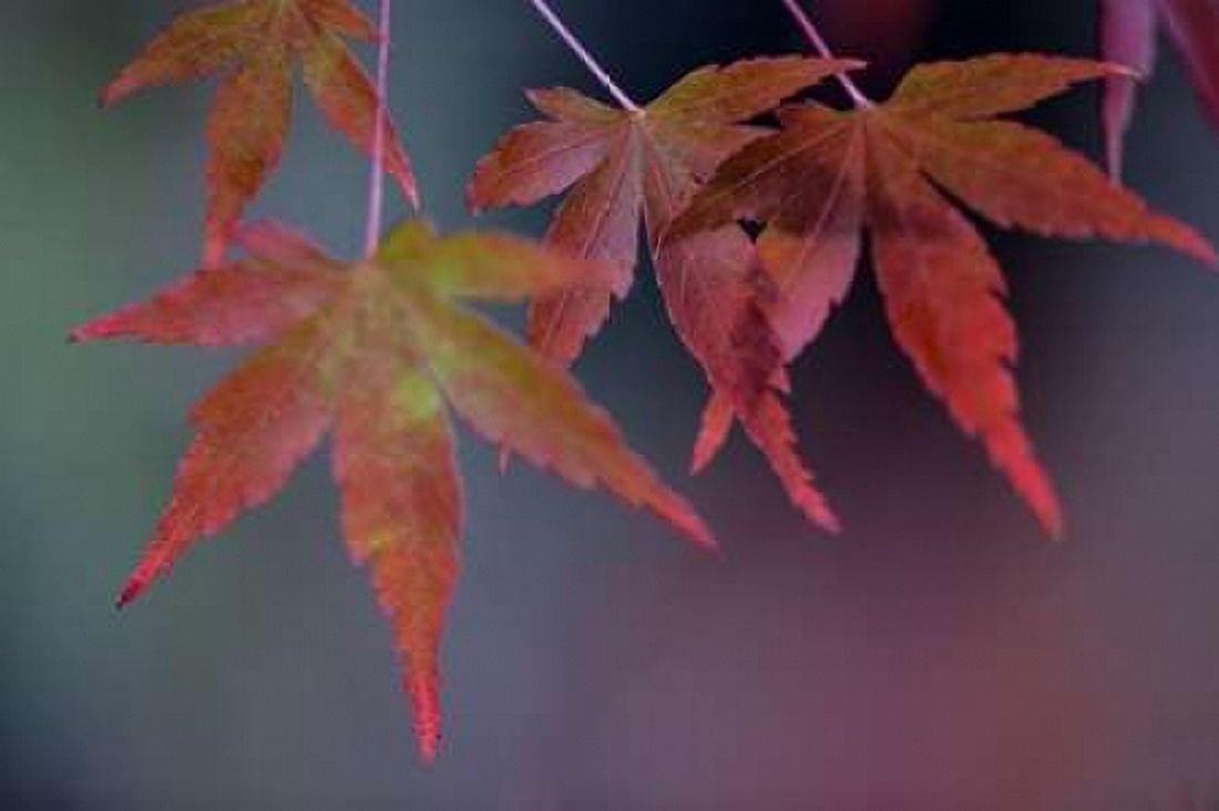 Japanese Maple II Canvas Art - Rita Crane (12 x 18)