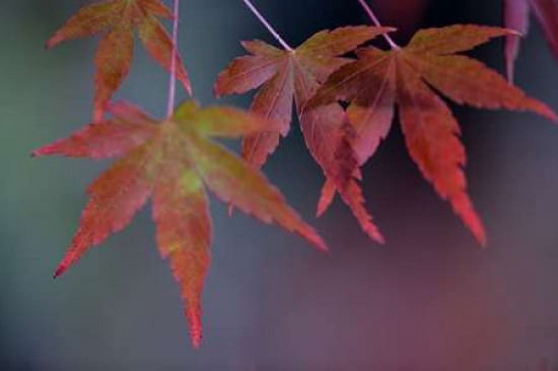 Japanese Maple II Canvas Art - Rita Crane (24 x 36)