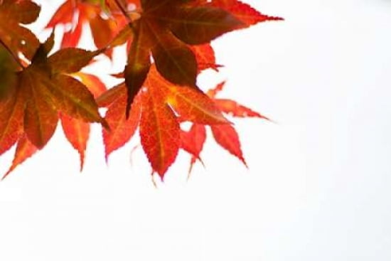 Japanese Maple III Canvas Art - Beth Wold (12 x 18)