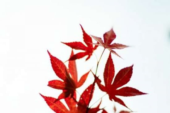Japanese Maple IV Canvas Art - Beth Wold (12 x 18)