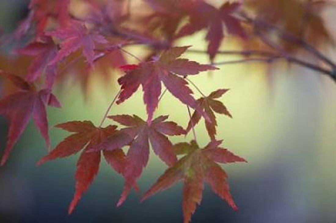 Japanese Maple IV Canvas Art - Rita Crane (24 x 36)