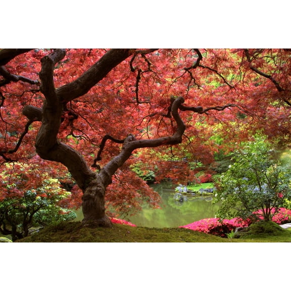 Art.com Japanese Maple Photographic Print by Jason Vandehey, 18" x 12"