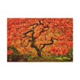 thumbnail image 1 of Japanese Maple Tree In Autumn Canvas Wall Art for Home Decor Ready-to-Hang, 1 of 13