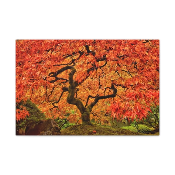 Japanese Maple Tree In Autumn Canvas Wall Art for Home Decor Ready-to-Hang