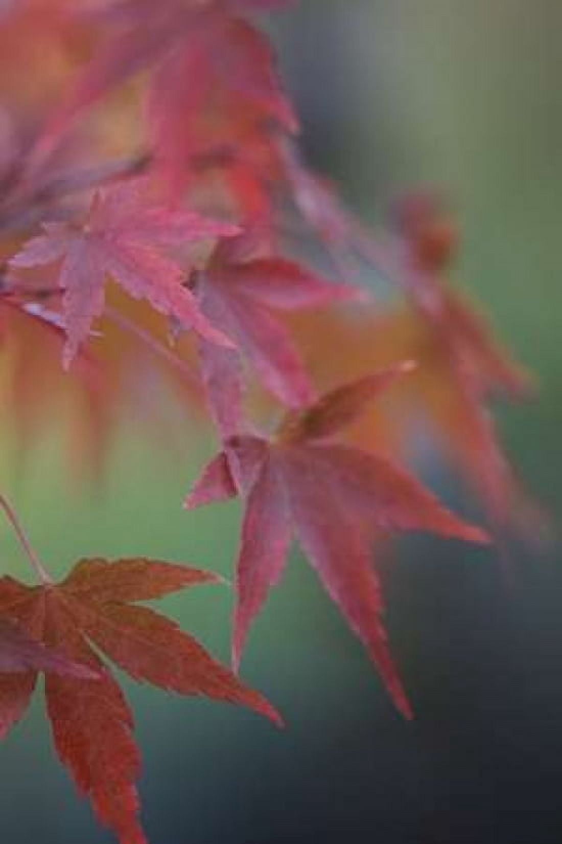 Japanese Maple V Canvas Art - Rita Crane (24 x 36)