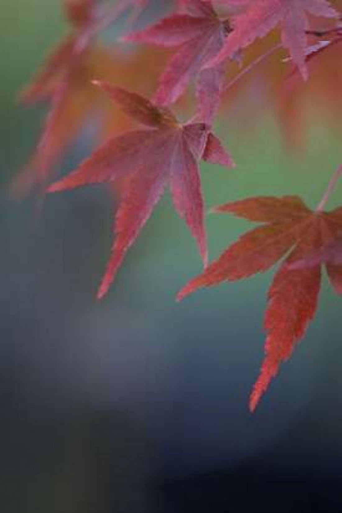 Japanese Maple VI Canvas Art - Rita Crane (12 x 18)