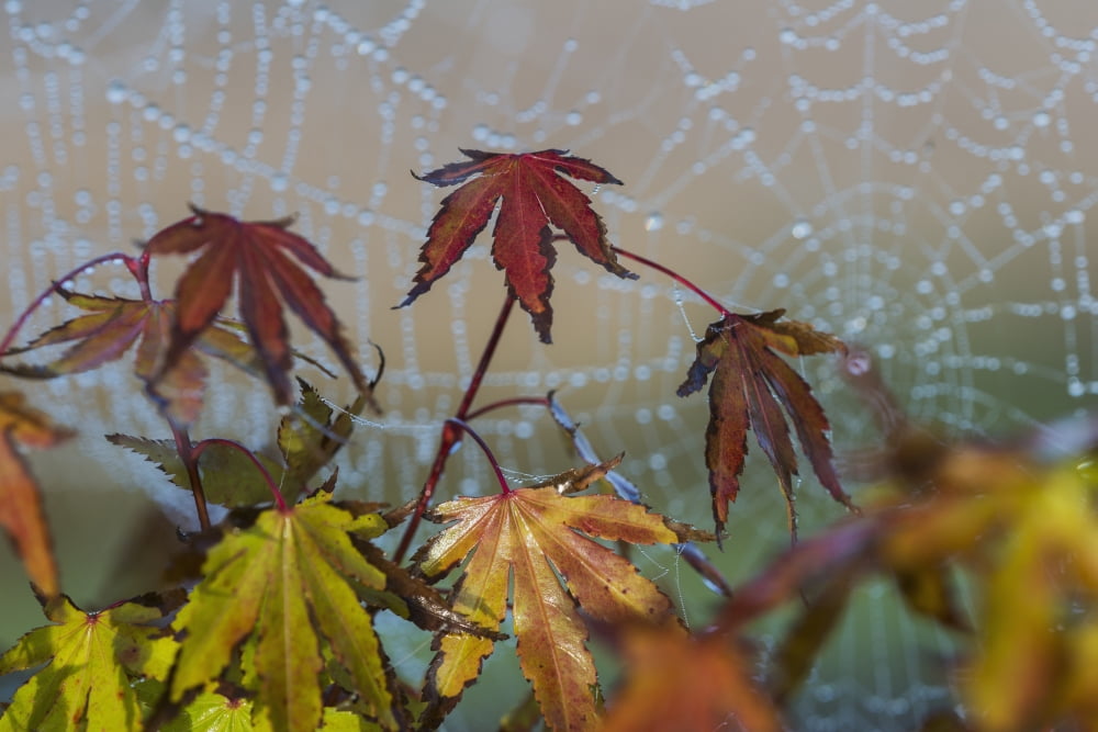 Japanese Maple leaves take on autumn colours with a spiderweb covered in water droplets in the background Astoria Oregon United States of America Canvas Art - Robert L Potts Design Pics (18 x 12)