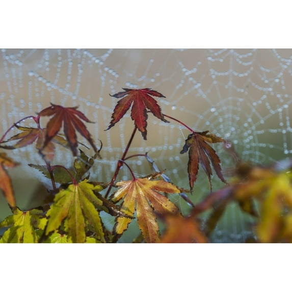 Japanese Maple leaves take on autumn colours with a spiderweb covered in water droplets in the background; Astoria Oreg