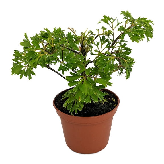 Japanese Ming Aralia Tree Plant - Polyscias - Indoor - 2.5" Pot
