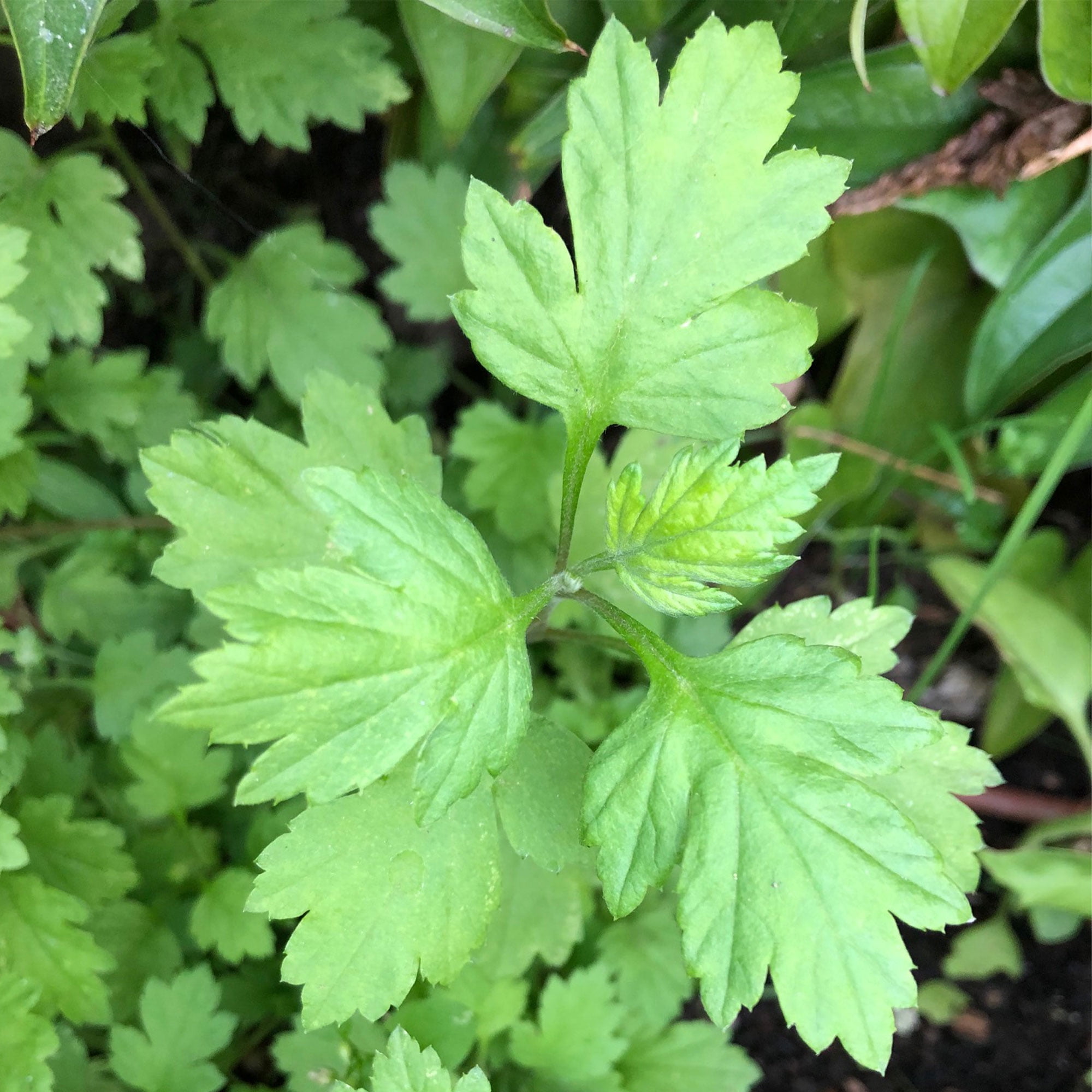 Japanese Mugwort - Yomogi - 1 Oz ~55700 Seeds - Non-GMO, Heirloom