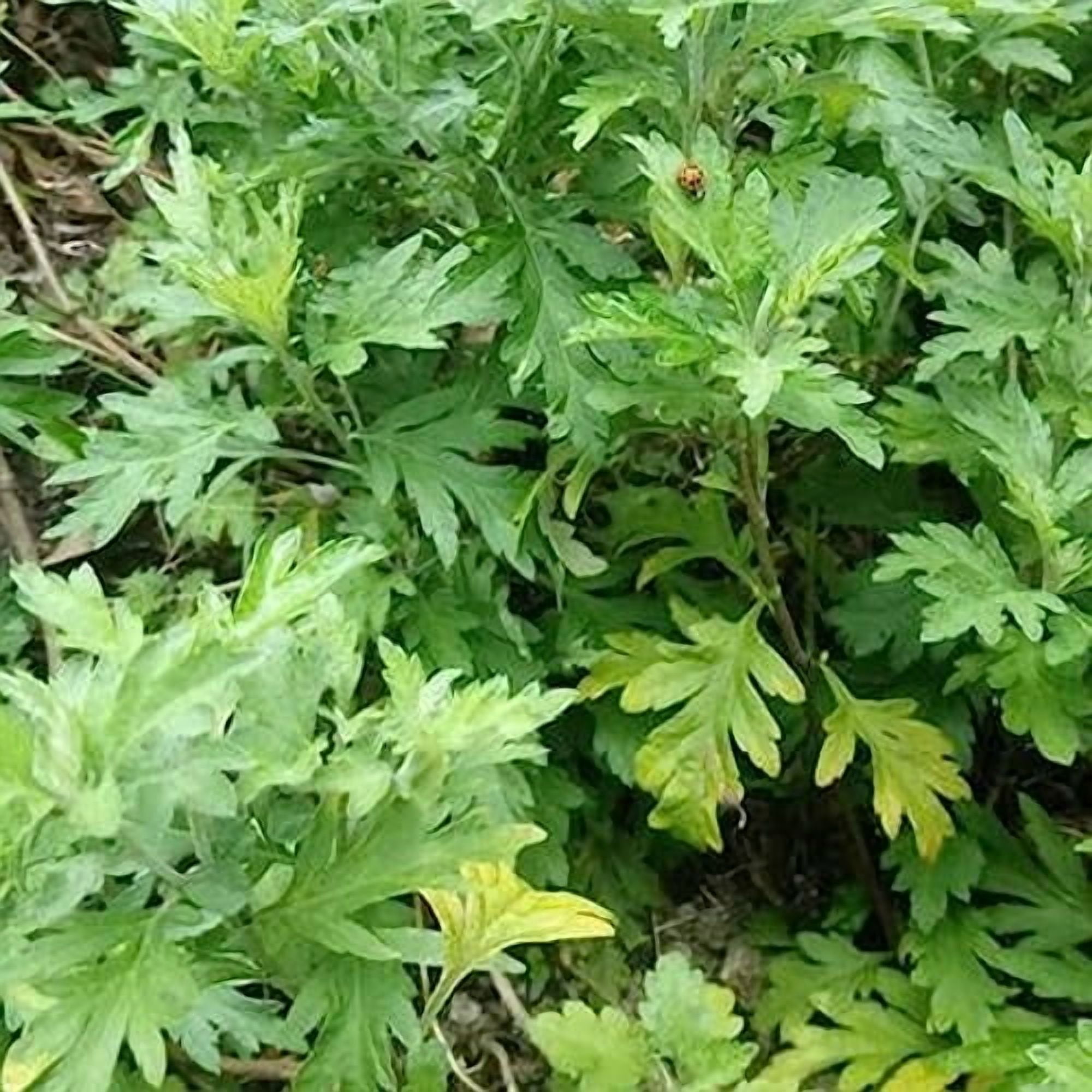 Japanese Mugwort - Yomogi - 3 g Packet ~6015 Seeds - Non-GMO