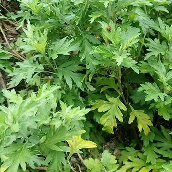 Japanese Mugwort - Yomogi - 3 g Packet ~6015 Seeds - Non-GMO, Heirloom - Asian Herb Gardening