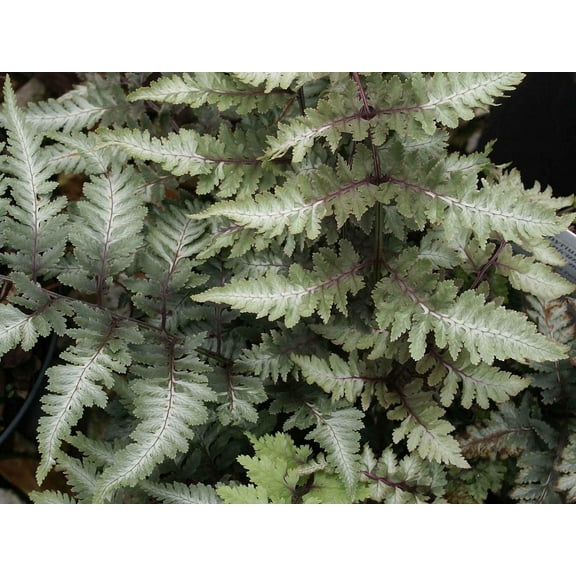 Japanese Painted Fern-Athyrium niponicum var. pictum-Elegant foliage for shade  1 Gallon (Pack of 2)