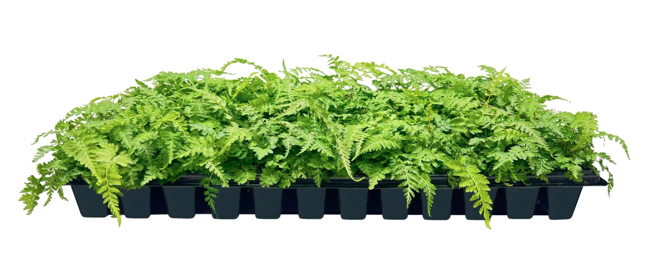Japanese Painted Fern  3 Live Plants  Athyrium Niponicum  Shade Garden Essential  Lush Foliage Accent