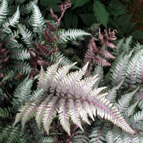 Japanese Painted Fern - Athyrium - Shade Lover - Hardy - Quart Pot
